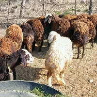 بره ماده جنس ناب