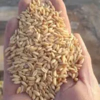 مقداری گندم میخام وفروش به قیمت خیلی مناسب