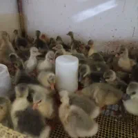 فروش جوجه غاز یک و دو روزه  به تعداد ۱۰۰