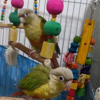 دو تا گرینچیک دستی