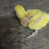 جوجه برزیلی زرد صورت هلوبی  یک ماه