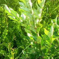 فروش یاس هلندی
