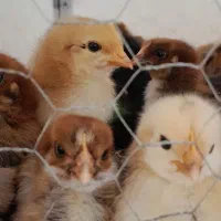 جوجه مرغ و غاز محلی