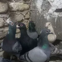 کوتر تیر