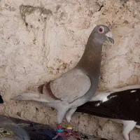 کبوتر