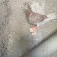 غوره ونکی پلاکی