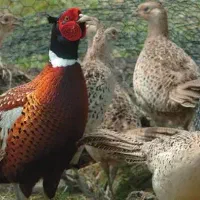 مرغ و خروس امریکایی