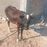 گاو محلی