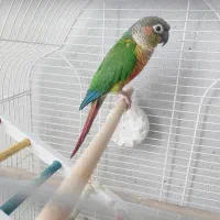 گرینچیک نر درشت و قلدر