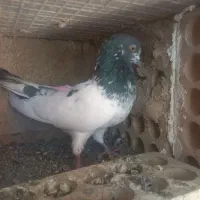 کبوتر کاشانی