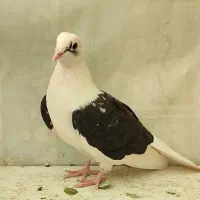 کفتر
