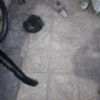 کبوتر