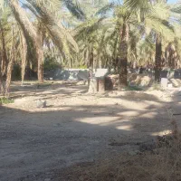 نگهبان جهت باغ در شهرستان جم استان بوشهر