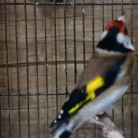 سهره