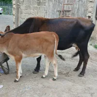گاو سرابی با گوساله ماده ۴ ماهه