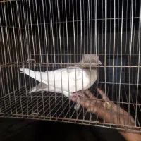 کله همای هفترنگ