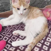 واگذاری