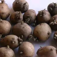 سیب زمینی بذری