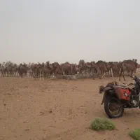 همه رقم شتر