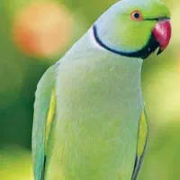 طوطی گمشده