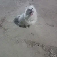 نره ۲ساله