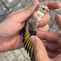 جوجه سهره