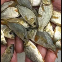 مقاوم ترین ماهی برای پرورش ماهی.کپور.مجارستانی