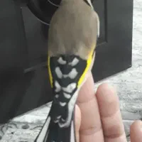 سهره لر مست