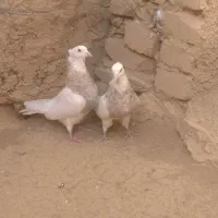 کبوتر طوقی