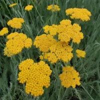 فروش گیاه دارویی