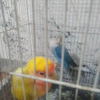 دو جفت طوطی کوتوله