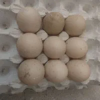 اردک مسکویی