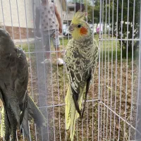 عروس هلندی ماده آماده جفتگیری