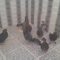 کبوتر ساعت بالا