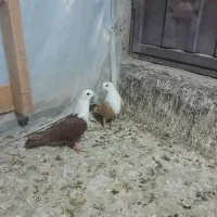 کفتر رنگی نقش