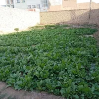 پر چغندر تازه