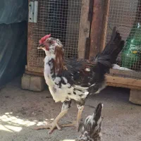 خروس سیاه