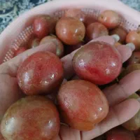 آلوخونی درشت