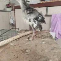 جوجه بوقلمون و جوجه گلپایکان
