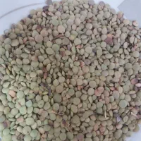 عدس تازه محصول امسال