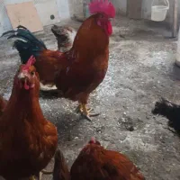 لباس‌‌|لباس|سراب, |دیوار