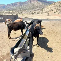 به یک چوپان نیاز دارم
