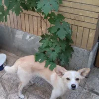 سگ خانگی شیتزوپامر