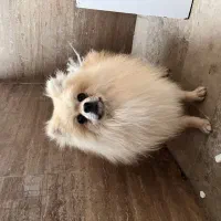 سگ..پامرین اصیل