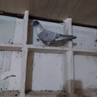 کبوتر دورگ