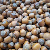 فندق تازه محلی اشکور برای باغ خودمون
