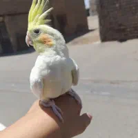 عروس هلندی