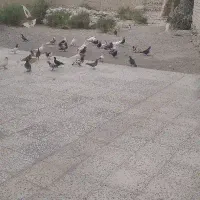 پرنده