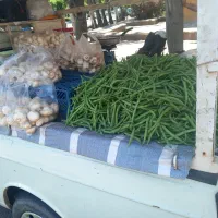 لوبیا سبز درجه یک