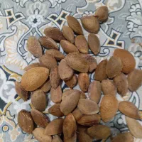 بادام سنگی وکاغذی
